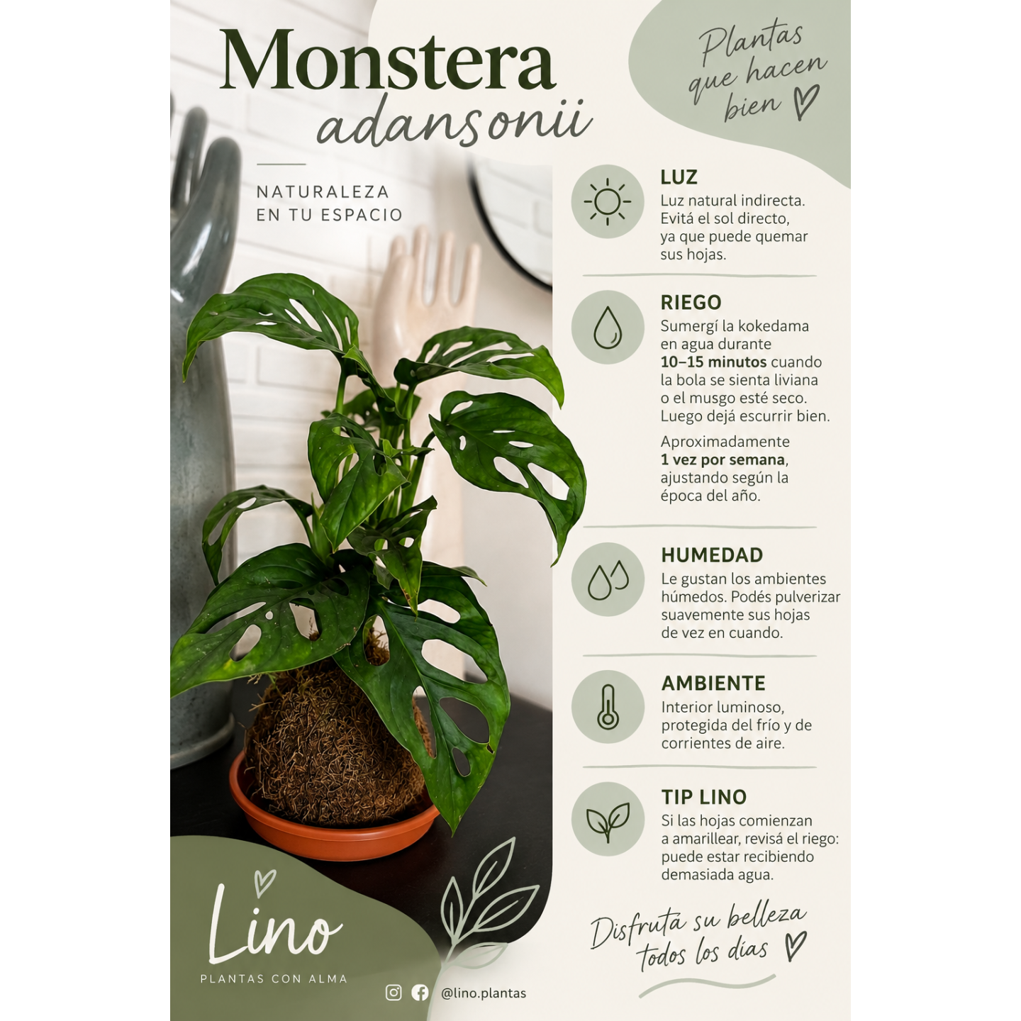 Kokedama Monstera agujerada